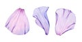 Watercolor rose petals set. Three purple transparent petals. Realistic hand drawn illustration isolated on white for