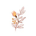 Watercolor Rose plant. Transparent orange flower with branch and berries isolated on white. Hand painted abstract
