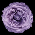 Watercolor rose purple flower on black isolated background with clipping path. Closeup. For design. Royalty Free Stock Photo