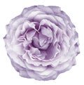 Watercolor rose white-purple flower on white isolated background with clipping path. Closeup. For design. Royalty Free Stock Photo