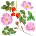 Watercolor rosehip clipart