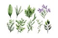 Watercolor rosemary basil bay leaf parsley. Herbs. Vector illustration design Royalty Free Stock Photo