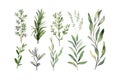 Watercolor rosemary basil bay leaf parsley. Herbs. Vector illustration design Royalty Free Stock Photo