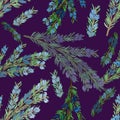 Watercolor rosemary branch with blue flowers and green needles on dark violet background. Seamless pattern. Cooking, kitchen, spic
