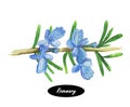 Watercolor rosemary branch and flowers