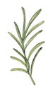 Watercolor rosemary. Food botanical hand drawn illustration. spice isolated on white background. Clipart object. For