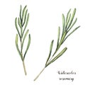 Watercolor rosemary. Hand painted rosemary branch isolated on white background. Floral botanical clip art for design or