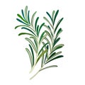 Watercolor Rosemary isolated on white background. Digital art painting