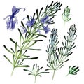 Watercolor rosemary set Royalty Free Stock Photo