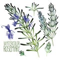 Watercolor rosemary set Royalty Free Stock Photo