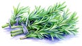 Watercolor Rosemary and Thyme Herb Illustration AI Generated