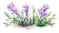 Watercolor Rosemary and Thyme Herb Illustration AI Generated