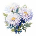 White Magic Aster Watercolor Painting For Banner Royalty Free Stock Photo