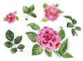 Watercolor roses and leaves, pink hand painted flowers, peony. D Royalty Free Stock Photo