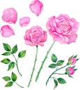 Watercolor roses, leaves. Set of floral elements to create compositions.