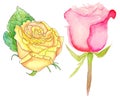 Watercolor roses, set