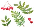 Watercolor rowan berries and branches with green leaves isolated on white background Royalty Free Stock Photo