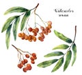 Watercolor rowan set. Hand painted mountain-ashe fruit with leaves and branch isolated on white background. Botanica