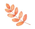 Watercolor rowan tree leaf. Hand drawn autumn isolated illustration. Royalty Free Stock Photo