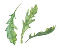 Watercolor rucola salad leaves