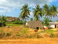 Watercolor rural landscape. Indian village, Tamil Nadu. Lonely cow on the background of the house with a thatched roof. Digital