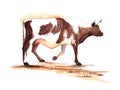 Watercolor rural landscape with spotted brown and white bull on pasture. Hand drawn illustration of cattle. Big and powerful