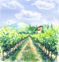 Watercolor Rural Scene with Vineyard Royalty Free Stock Photo