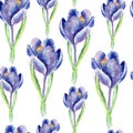 Watercolor saffron herb. seamless pattern