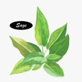 Watercolor sage herb. Salvia