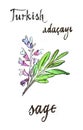 Watercolor sage - Illustration