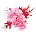 Watercolor sakura blossoms illustration. Hand drawn pink cherry full blooming with splashes. Isolated on white background. Royalty Free Stock Photo