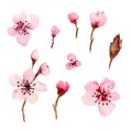 Watercolor Sakura Flowers.