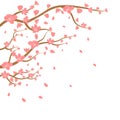 Watercolor sakura frame. Background with blossom cherry tree branches. Hand drawn japanese flowers on white background Royalty Free Stock Photo