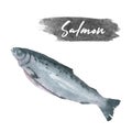 Watercolor salmon fish drawn by hand isolated