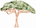Watercolor Savannah tree illustration, Acacia Tree in Savannah, African clip art, tropical florals