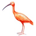 Watercolor scarlet ibis. Tropical birds close up on isolated white background.