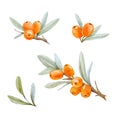 Watercolor sea buckthorn