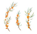 Watercolor sea buckthorn