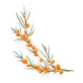 Watercolor sea buckthorn