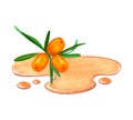 Watercolor sea buckthorn berries and oil, a drop of honey maple syrup on a white background. Perfect for invitation
