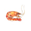 Watercolor sea food illustration painting shrimp isolated on white background Royalty Free Stock Photo