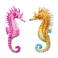 Watercolor sea horse set