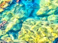 Watercolor sea landscape. Seabed background, sea bottom through transparent water. Marine life. Travel and vacation concept. Royalty Free Stock Photo