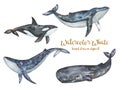 Watercolor whales clipart, Sea and ocean underwater animals set, killer whale, sperm whale, blue whale, humpback whale illustratio