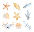 Watercolor sea set of starfish, seashells, conch, peonies on an isolated white background. underwater world hand drawing