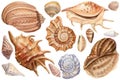 Watercolor sea-shells isolated background. Seashell illustration Royalty Free Stock Photo