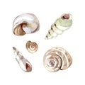 Watercolor sea shells set. Hand painted artistic objects isolated on white background. Natural summer clip art in Royalty Free Stock Photo