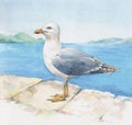 Watercolor seagull on the blue sea background