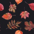 Watercolor seamless background leafs. Autumn. Red and Black Royalty Free Stock Photo