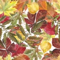 Watercolor seamless background leafs. Autumn. White Royalty Free Stock Photo